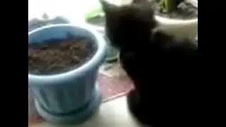 кот ест землю
