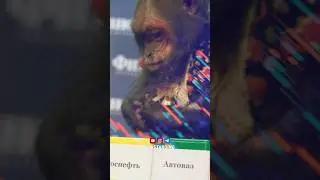 Обезьяна заработала больше, чем инвесторы... 