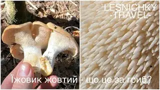 Їжовик жовтий - що це за гриб?