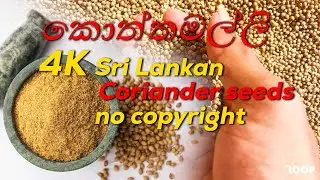 coriander seeds | How to grow Coriander at home #free