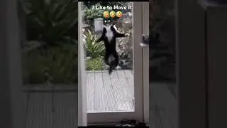 I Like to Move It. 🤣🤣🤣 Смешные животные. #funnyvideos #cat #dogs #приколы #lüstigevideos