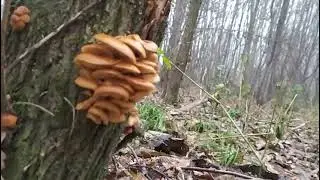 💥 Зимние опята - ФЛАММУЛИНА БАРХАТИСТОНОЖКОВАЯ 👍 Mushrooms, Fungi.
