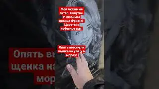 Спасли щенка от смерти, чуть не замёрз на улице возле трассы. 