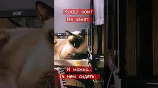 А ваши котики и кошки делают так? а наша Даша когда меня нет всегда там сидит) 