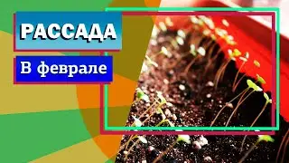 Моя рассада в феврале.