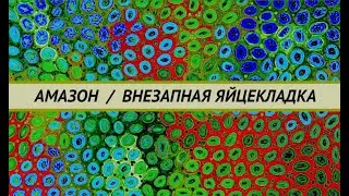 Что делать если попугай не может снестись? Дистоция или затруднённая яйцекладка у одиночной самки.