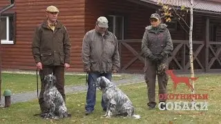 Охотничьи собаки. 4 серия. Английский сеттер