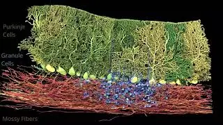 Connectomics in the Lee Lab