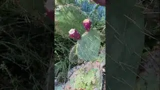 Grow Prickly Pear Fruit from Seed! 🌵Cactus Pear/ Shirley Bovshow (