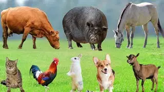 Discover Farm Animals: Cow, Elephant, Dog, Chicken, Pig, Duck, Cat, Goat, Sheep - Farm Animal Sounds