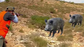 Chasse Sanglier au Maroc - Wild Boar  Hunting 2023 - احاشة صيد الخنزير البري - PARTIE 1