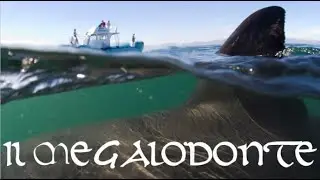 Megalodonte: il terrore gigante che dominava gli oceani