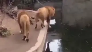 Лев упал в воду