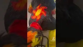 Taysol Wants You To Look, But Don't Touch | Fursuit Butts
