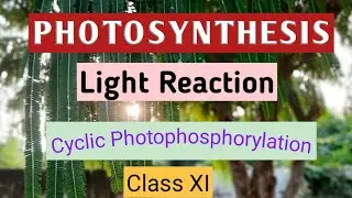 Cyclic photophosphorylation. Light reaction. #cyclicphotophosphorylation,#lightreaction.