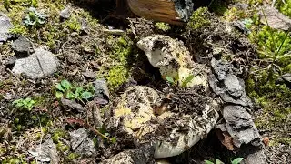 Mushroom Hunter/Bolet|Porçini|Boletus Edulis