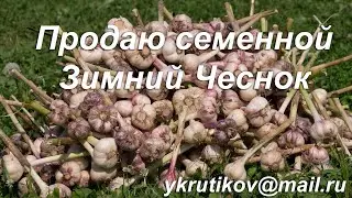 Семенной Зимний Чеснок