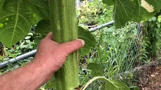 Biggest Sunflower I’ve ever seen