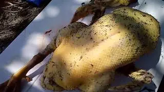 Башкирская утка. Забой в 2,5 месяца.