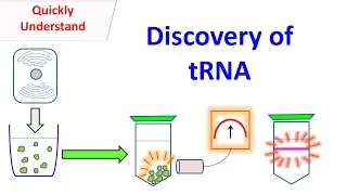 tRNA | Discovery of tRNA