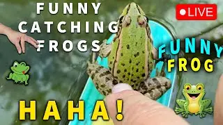 Catching frogs so funny | frogs jumping video