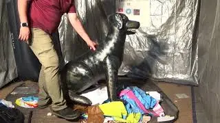 Hard riding an inflatable dog and destroying it at the end.