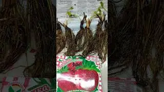 Рассада земляники (клубники) фриго  от агрофирмы "Сибирский сад"