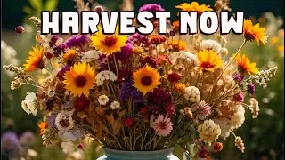 Harvest Now. From JULY onwards.