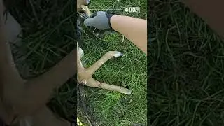 Fawn rescued from soccer net