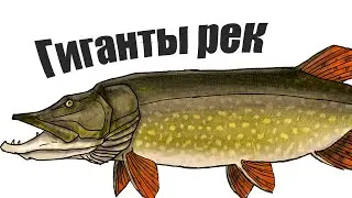 Это не окунь, а гигант! Какие самые крупные рыбы наших рек?