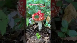 Красивые мухоморы в сибирском лесу. 🍄🍄🍄#хантымансийск #звукилеса  #мухоморцарьгрибов