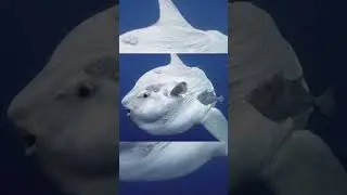 Самая Большая И Бесполезная Рыба В Океане 