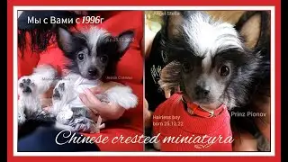 Chinese Crested miniatura
