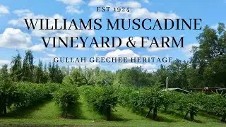 Best Muscadine Farm | Williams Muscadine Vineyard & Farm