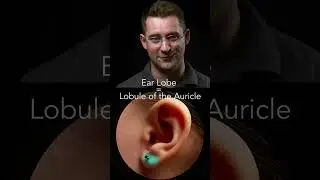 Ear Anatomy Basics