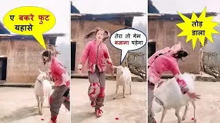 इन जानवरों से पंगा लेना पड़ गया भारी | Latest Animal Moments Caught On Camera Part -150