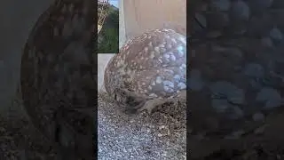 Little owl eats a rodent #owl #birds #littleowl #animals #wildlife #shorts #congrats