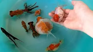 A lot Halfmoon Betta Fish Red Cap Oranda Goldfish Guppy Guppies Duck Ducks Cute baby animals Videos