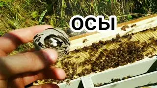 РОЙ В ЛОВУШКЕ С ОСАМИ. Пчеловодство 🐝. BEEKEEPING