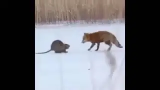 Лиса против нутрии