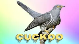 Common cuckoo call