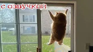 Приколы с котами! Самые смешные животные! С ОЗВУЧКОЙ! УГАРНЫЕ Смешные коты! Попробуй не засмеяться!