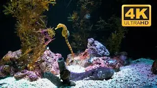 Trickling Water and Seahorse Aquarium Sleep Aid in 4K