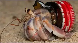 How Hermit Crabs Find New Homes: The Fascinating Shell Exchange