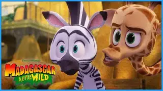 Marty Must Follow the Rules! | DreamWorks Madagascar