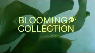 Ypê : Case BLOOMING