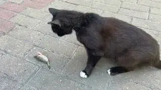 Почему кошки так сильно любят рыбу?