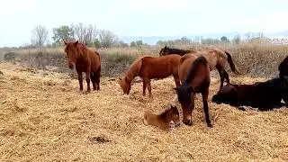 Esmeralda and Floresita March 28, 2022 Horses, Donkeys and Katrin