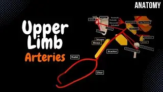 Arteries of the Upper Limb (Branches Scheme)