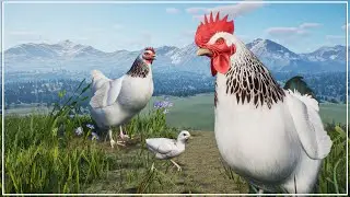 Building a Chicken Animal Encounter | Ep. 3 | Cozy Farmstead Barnyard on a Mountain